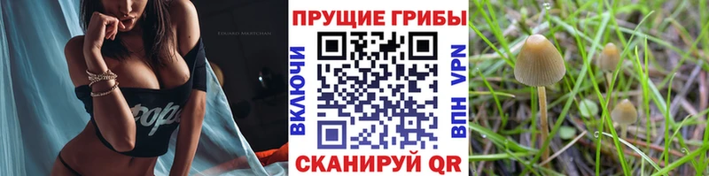 где купить наркоту  Миасс  Галлюциногенные грибы мицелий 